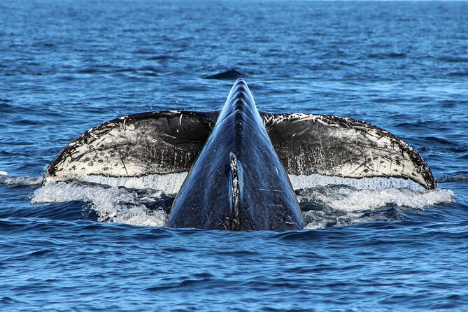 Sunrise Whale Watching boat tour with marine biologist - FAQ