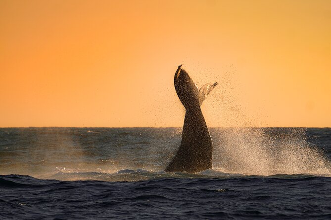 Sunrise Whale Watching boat tour with marine biologist - What happens on the water