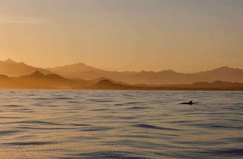 Sunset Cruise in San Jose del Cabo - A sunset ride with wildlife in the foreground