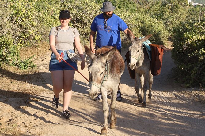 Sunset Pacific Donkey Hiking Tour - Why the animals make this more than a photo stop