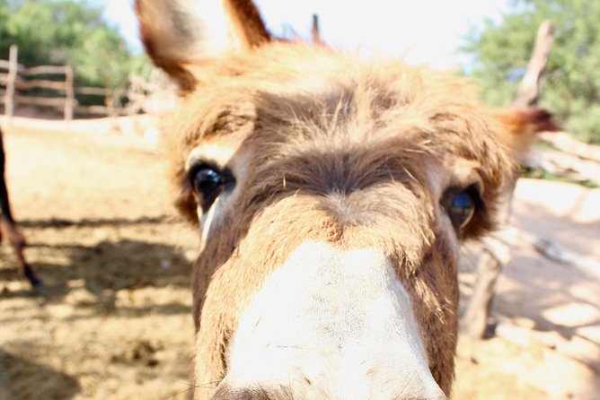 Sunset Pacific Donkey Hiking Tour - Who should book the donkey hike?