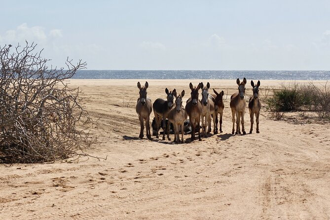 Sunset Pacific Donkey Hiking Tour - What the three-hour-forty-five-minute visit feels like