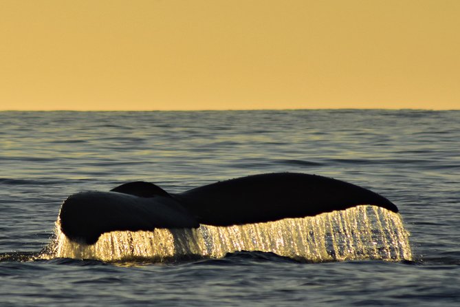 Sunset Whale Cruise in Cabo San Lucas - Looking for the last whales of the day
