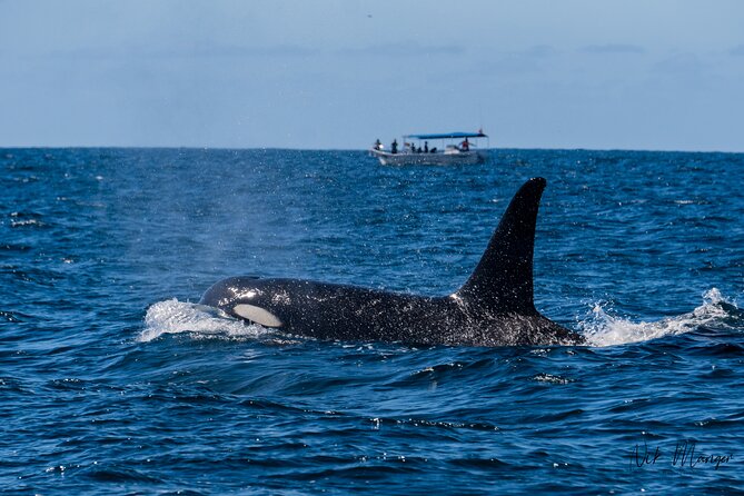 Sunset Whale Watching in Cabo San Lucas - From Dock C to El Arco