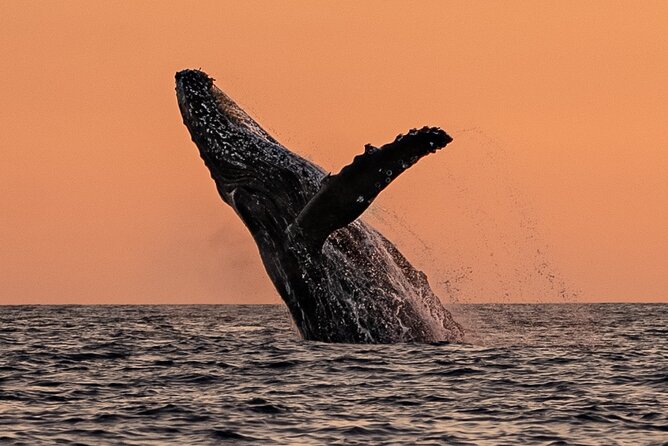 Sunset Whale Watching in Cabo San Lucas - How the whale watching unfolds