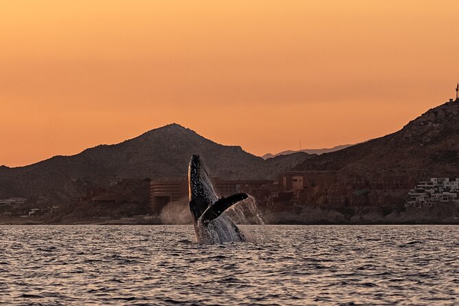 Sunset Whale Watching in Cabo San Lucas - Responsible encounters matter