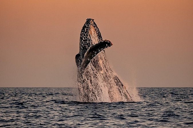 Sunset Whale Watching in Cabo San Lucas - Sunset, snacks, and the practical comforts