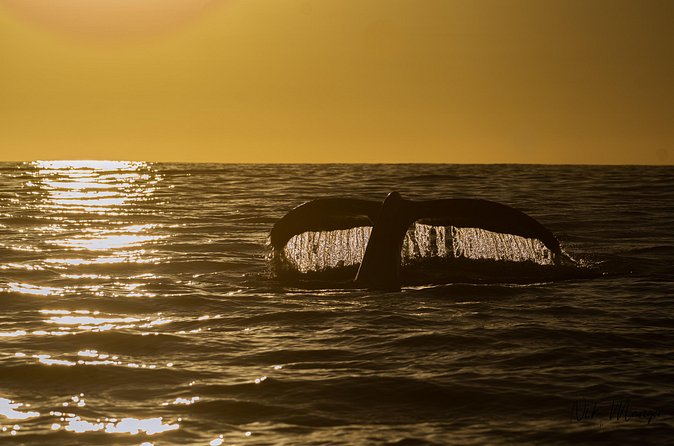 Sunset Whale Watching in Cabo San Lucas - Is $140 a fair price?