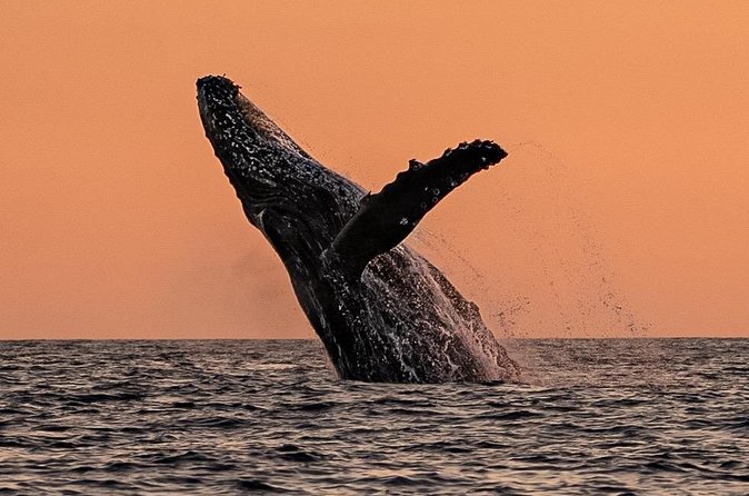Sunset Whale Watching in Cabo San Lucas - Who should book this Cabo outing?
