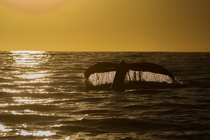 Sunset Whale Watching in Cabo San Lucas - A small group changes the whole boat ride