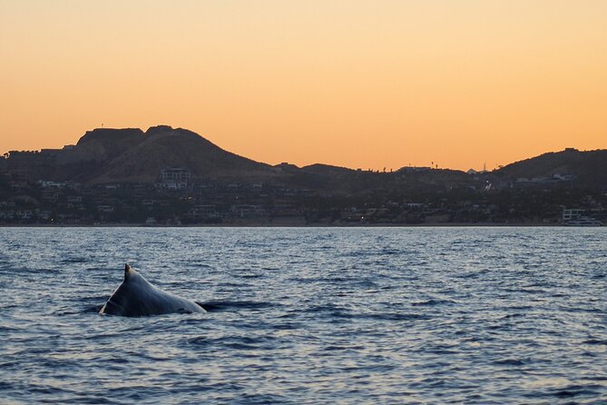 Sunset Whale Watching in San Jose del Cabo - Key Points Before You Reserve
