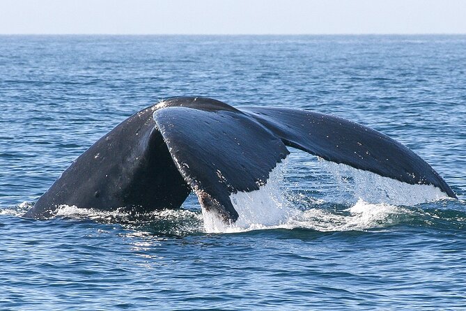 Sunset Whale Watching in San Jose del Cabo - Why the Sunset Timing Matters