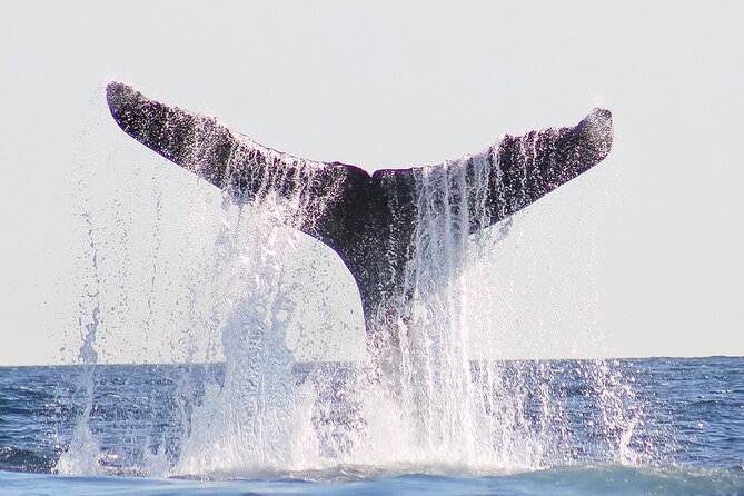 Sunset Whale Watching in San Jose del Cabo - The Crew: Paola, Chato, and Roland’s Team