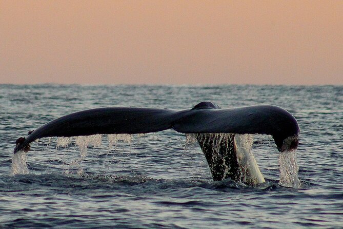 Sunset Whale Watching in San Jose del Cabo - What $100 Buys You