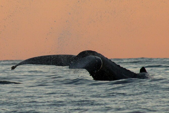 Sunset Whale Watching in San Jose del Cabo - Meeting at Salty Cabo in Poblado La Playa