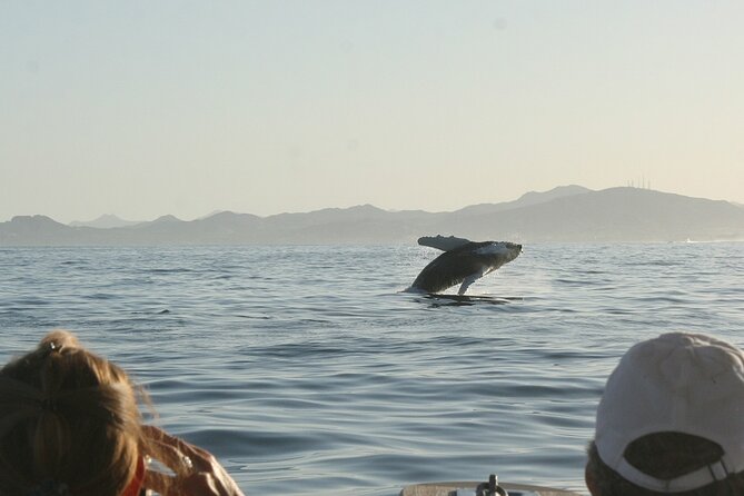 Sunset Whale Watching in San Jose del Cabo - Weather, Whale Sightings, and Flexible Planning