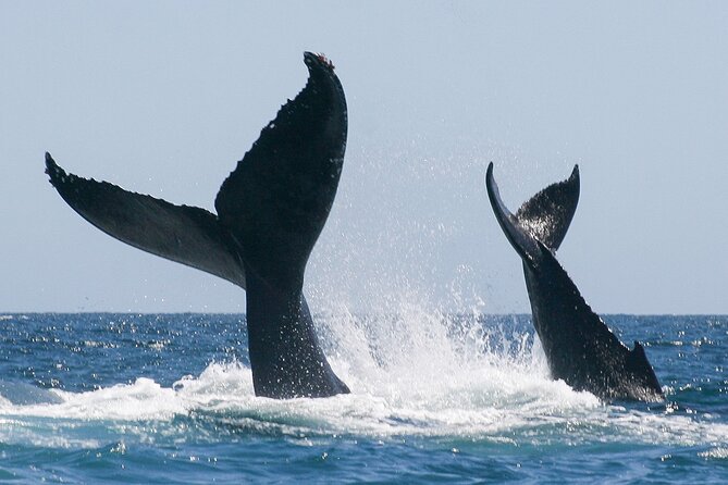 Sunset Whale Watching in San Jose del Cabo - A Small Boat Experience for 11 People