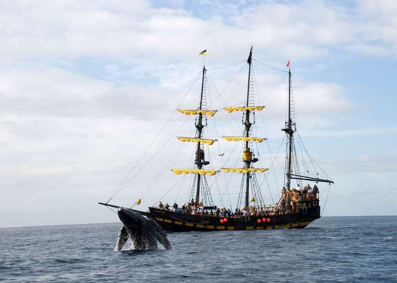 Thar She Blows! Whale Watching Pirate Cruise - How the whale search works