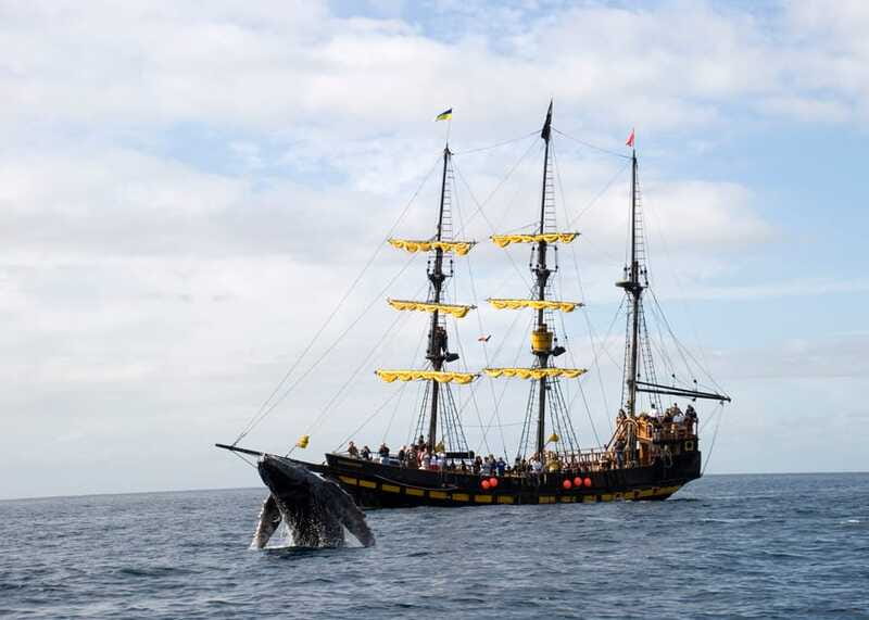 Thar She Blows! Whale Watching Pirate Cruise - Should you book Thar She Blows?
