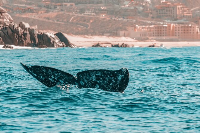 The Finest Private Yacht Experience in Cabo - The boat question deserves attention