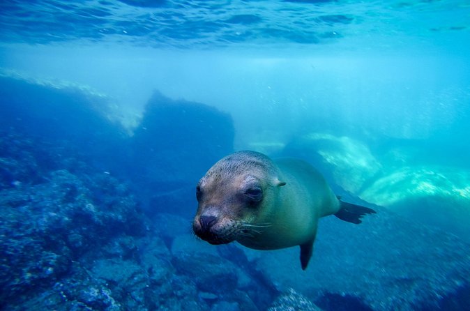 The only Natural Space Dolphin Encounter in Cabo Optional Pickup! - Hotel pickup for $10 per person