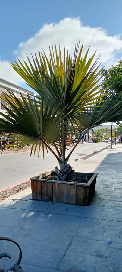 Tour Todos Santos Magical Town, Hotel California - Playa Cerritos brings the Pacific into the day