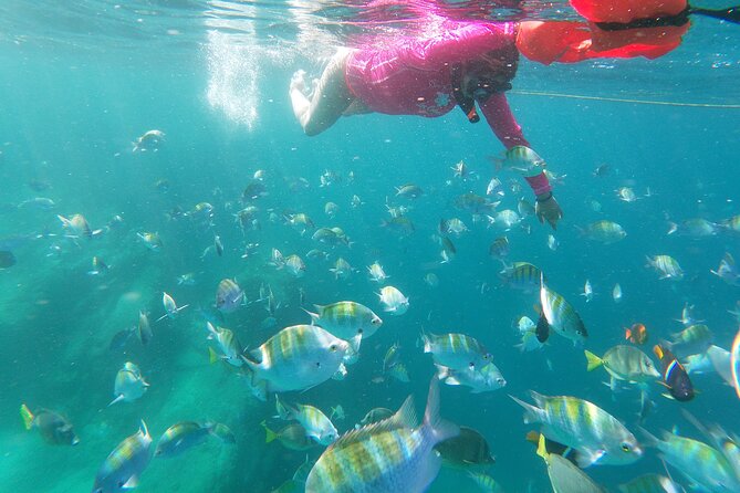 unforgettable snorkeling activity in The Sea of Cortes - A calm start from San Jose del Cabo