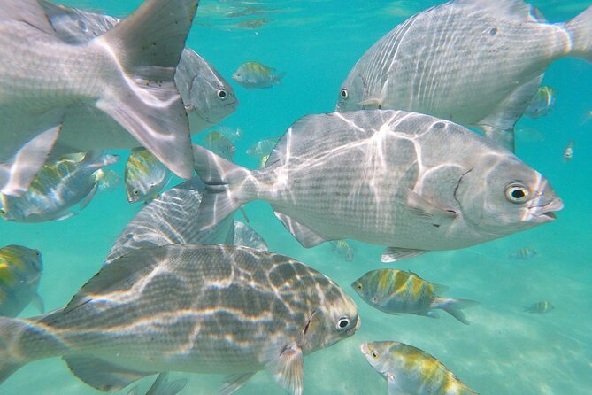 unforgettable snorkeling activity in The Sea of Cortes - What the day feels like, step by step