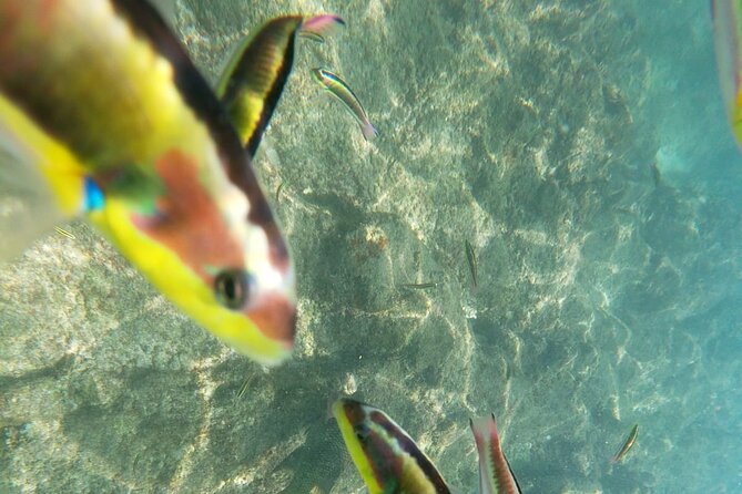 unforgettable snorkeling activity in The Sea of Cortes - Who will like this outing most