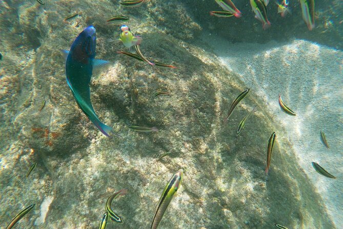 unforgettable snorkeling activity in The Sea of Cortes - Practical value at $120 per person