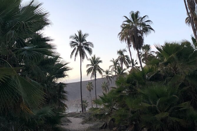 Visit Todos Santos Magic Town - Playa Las Palmas and the secret-beach stop