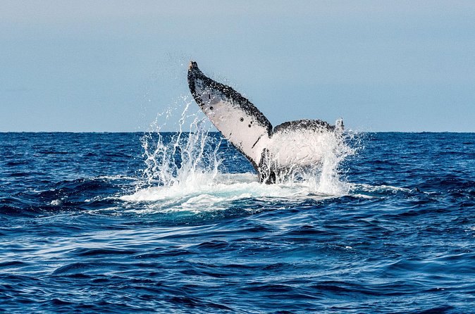 Whale and Dive Combo Tour in Los Cabos - A Small Brunch Between Wildlife Encounters