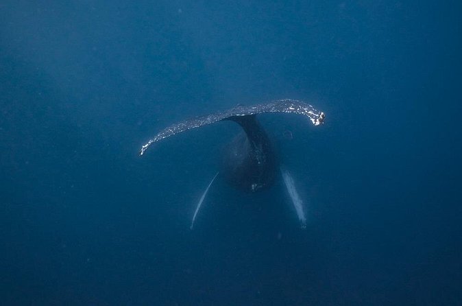 Whale and Dive Combo Tour in Los Cabos - Two Reef Locations Instead of One