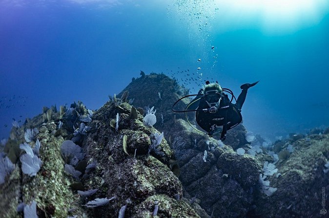 Whale and Dive Combo Tour in Los Cabos - How Much Value Do You Get for $260?