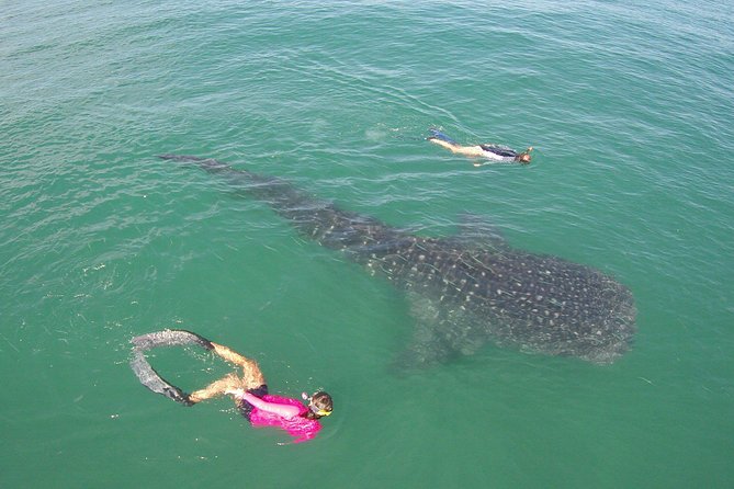 Whale-Shark Snorkeling Excursion to La Paz - The La Paz briefing and boat search