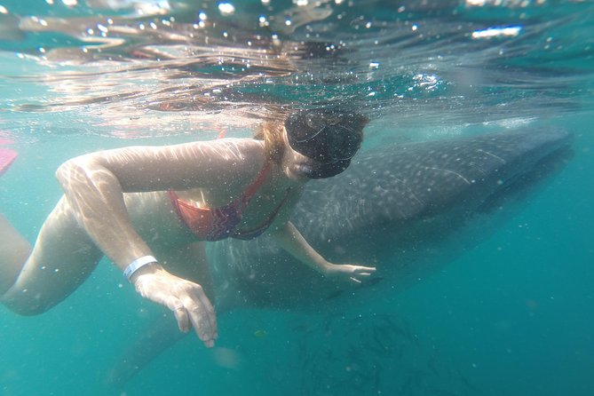 Whale-Shark Snorkeling Excursion to La Paz - What the swim near whale sharks is like