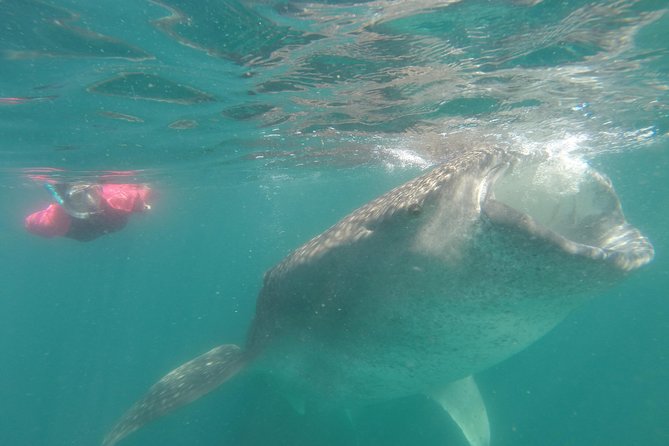 Whale-Shark Snorkeling Excursion to La Paz - Lunch after the water