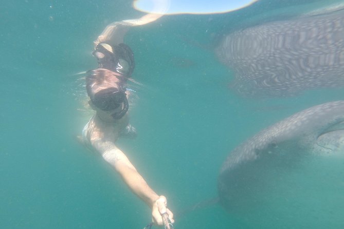 Whale-Shark Snorkeling Excursion to La Paz - Is $349 a fair price?