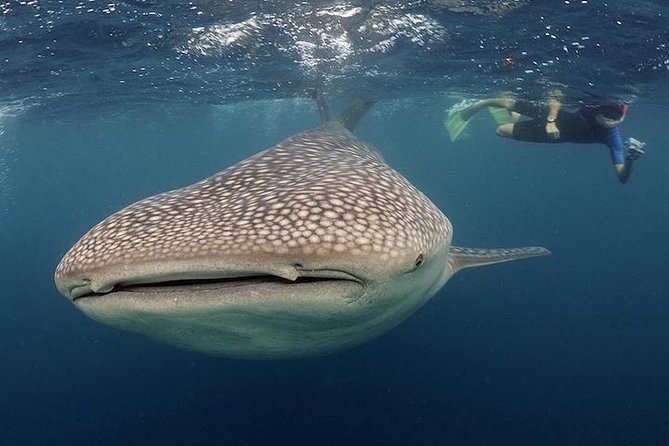 Whale-Shark Snorkeling Excursion to La Paz - The minibus ride from Cabo San Lucas to La Paz