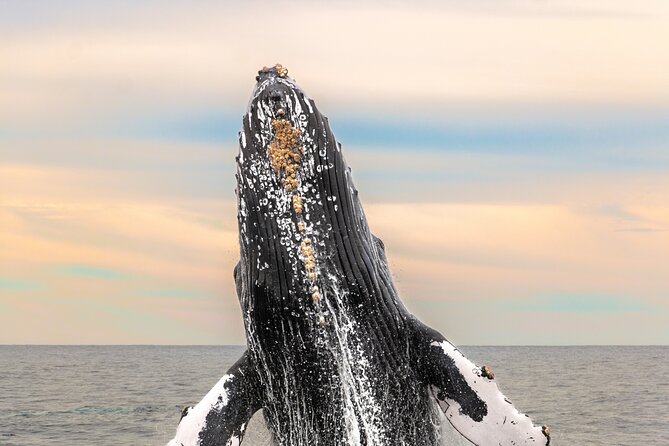 Whale Tour, Arch, Professional Photos & Hydrophone - Key points to know before booking