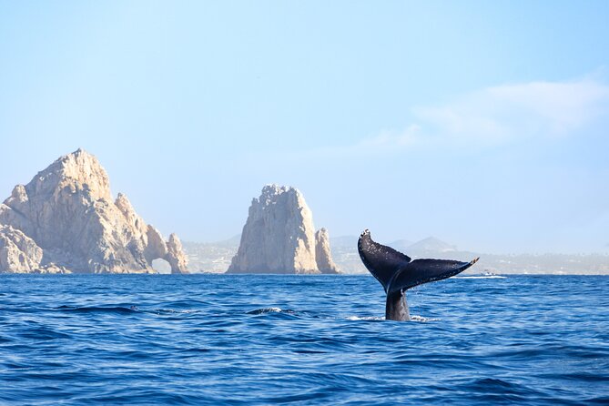 Whale Tour, Arch, Professional Photos & Hydrophone - Hearing whales with the onboard hydrophone