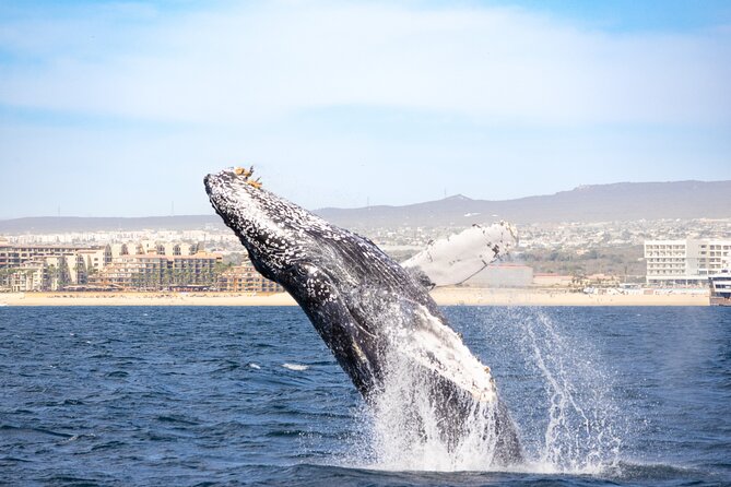 Whale Tour, Arch, Professional Photos & Hydrophone - What responsible whale watching means here