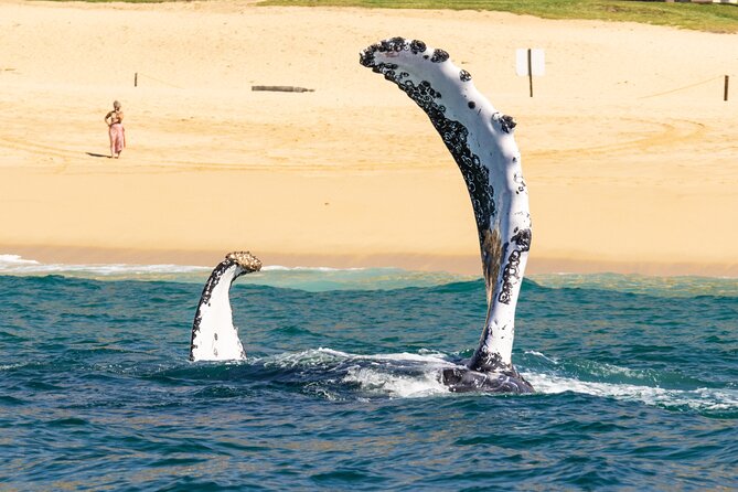 Whale Tour, Arch, Professional Photos & Hydrophone - Is $142.38 a fair price?