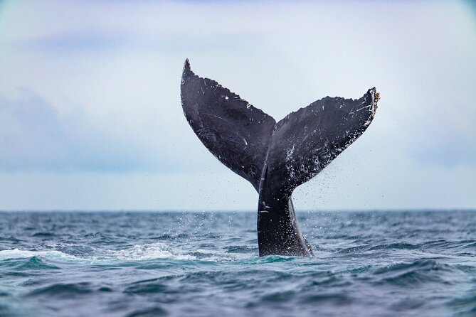 Whale Tour, Arch, Professional Photos & Hydrophone - Who will enjoy this two-hour boat outing?