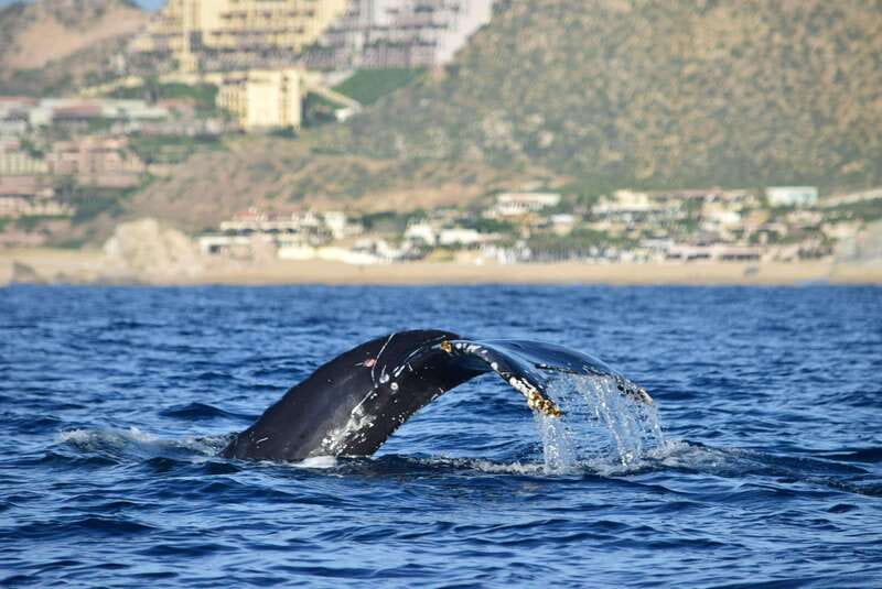 Whale Watch Cabo: Group Whale Watching Tour - FREE photos - Why This Cabo Whale Tour Feels More Personal