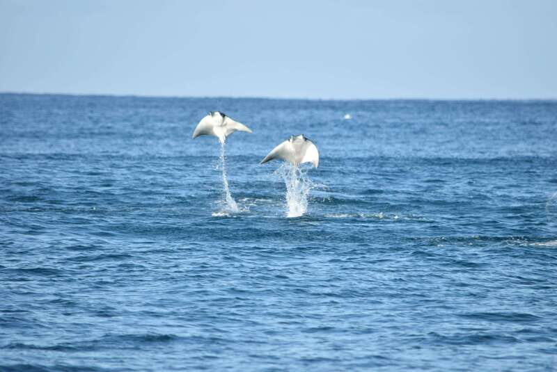 Whale Watch Cabo: Group Whale Watching Tour - FREE photos - Meeting at Plaza Bonita and Choosing Your Departure