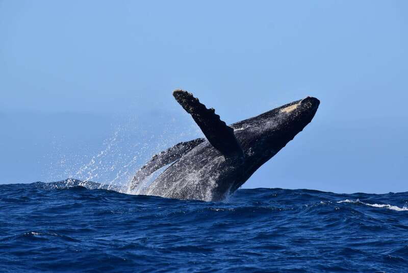 Whale Watch Cabo: Group Whale Watching Tour - FREE photos - Searching for Humpback Whales