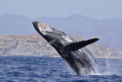 Whale Watch Cabo: Group Whale Watching Tour – FREE photos