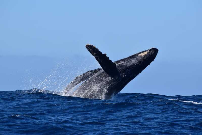 Whale Watch Cabo: Group Whale Watching Tour - FREE photos - More Than Whales: Dolphins, Turtles, and Mobula Rays