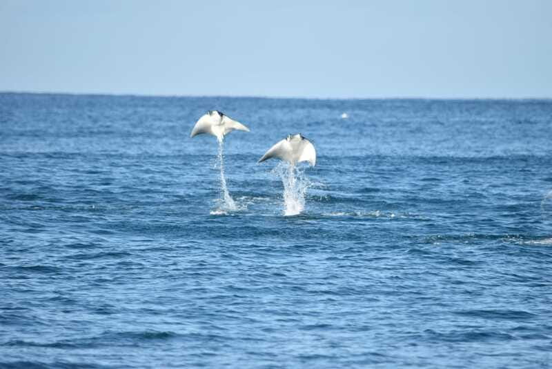 Whale Watch Cabo: Group Whale Watching Tour - FREE photos - The Boat, Shade, and Comfort Limits